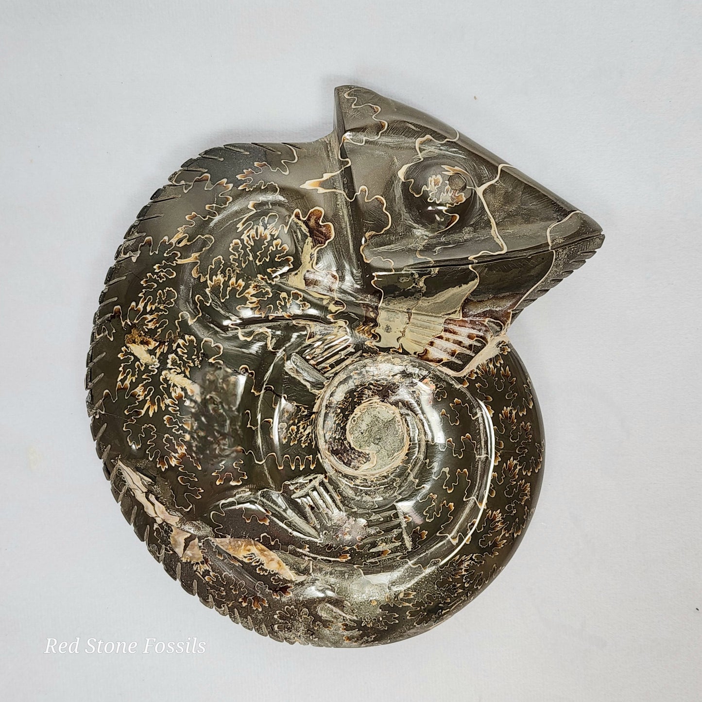 Carved Chameleon Ammonite