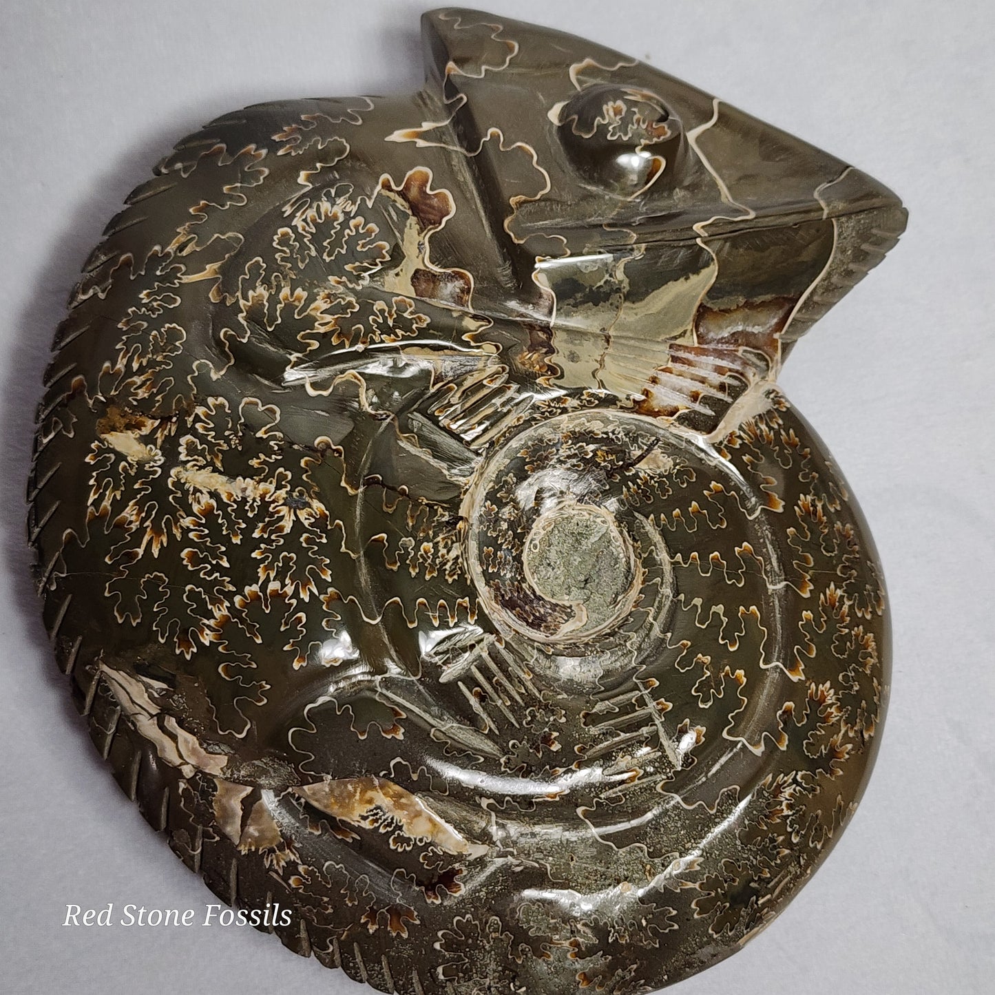 Carved Chameleon Ammonite