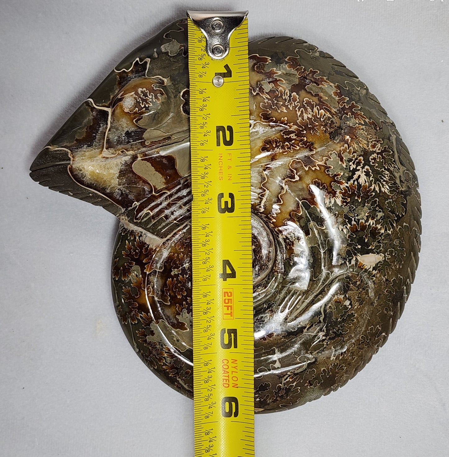 Carved Chameleon Ammonite