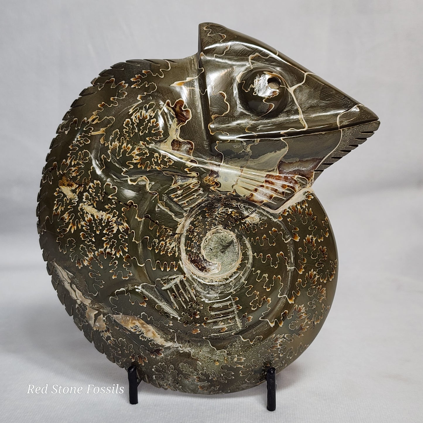 Carved Chameleon Ammonite