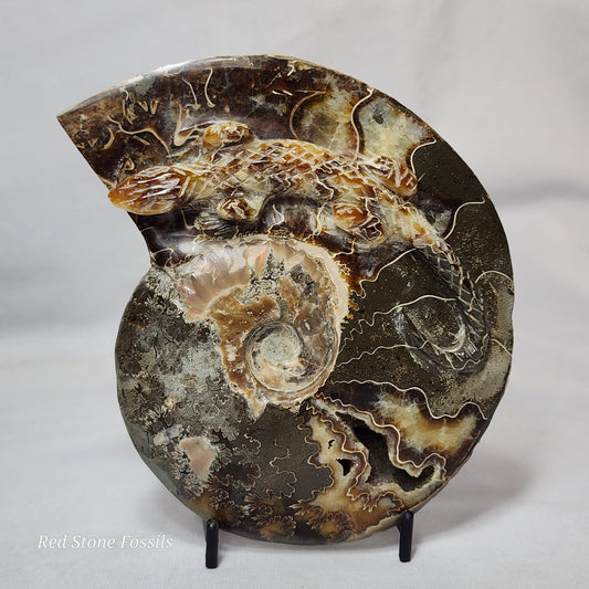 Unique Lizard Carved Ammonite