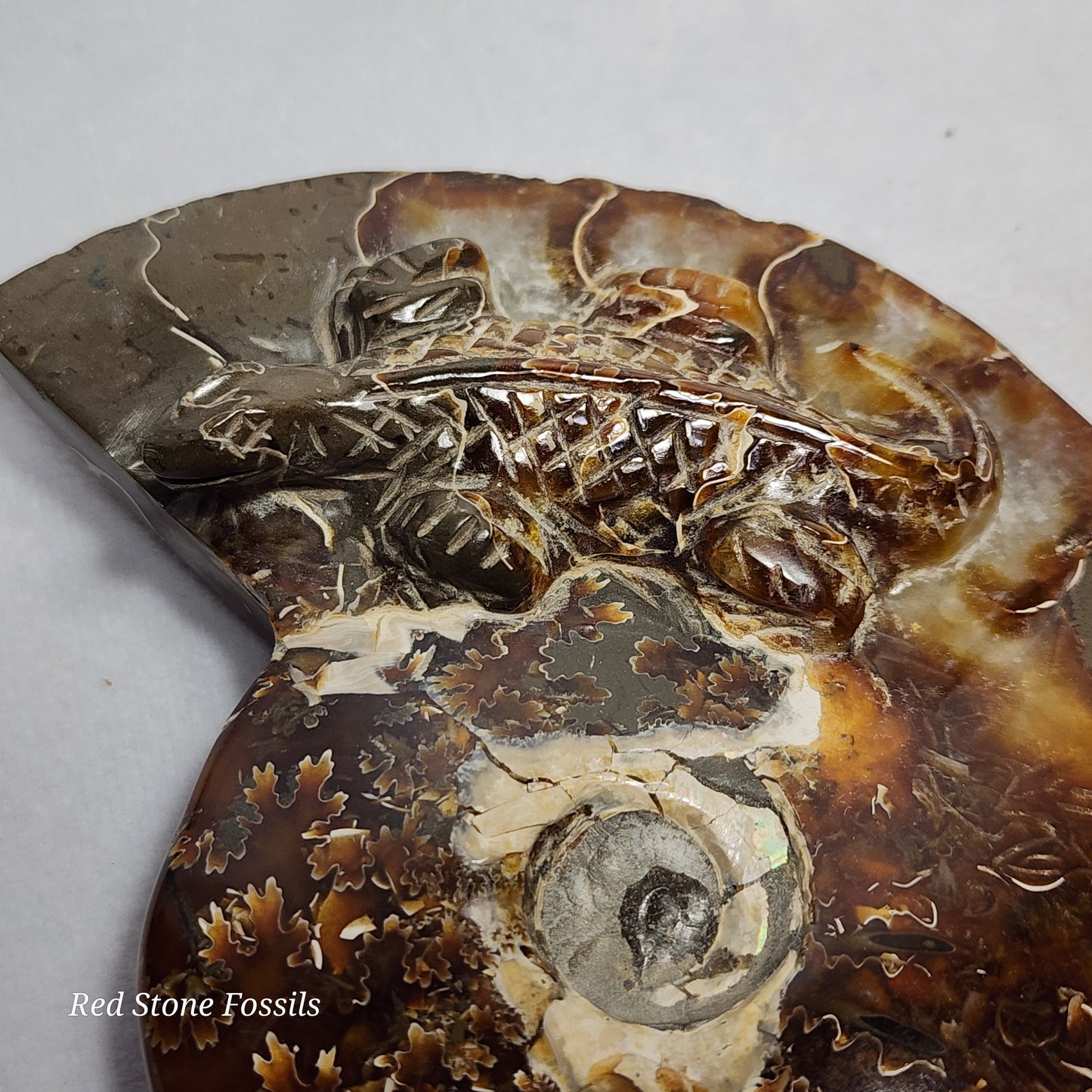 Unique Carved Ammonite