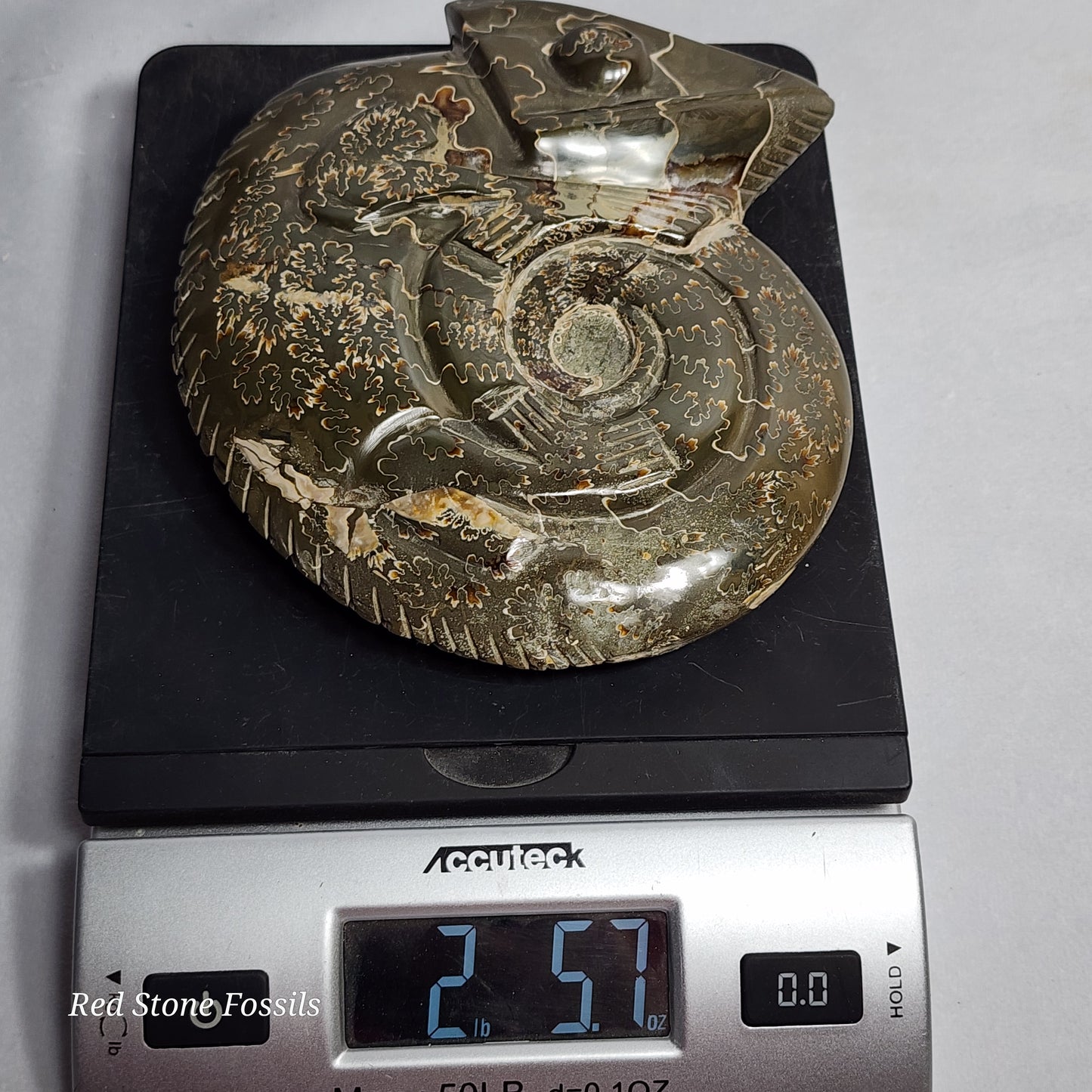 Carved Chameleon Ammonite