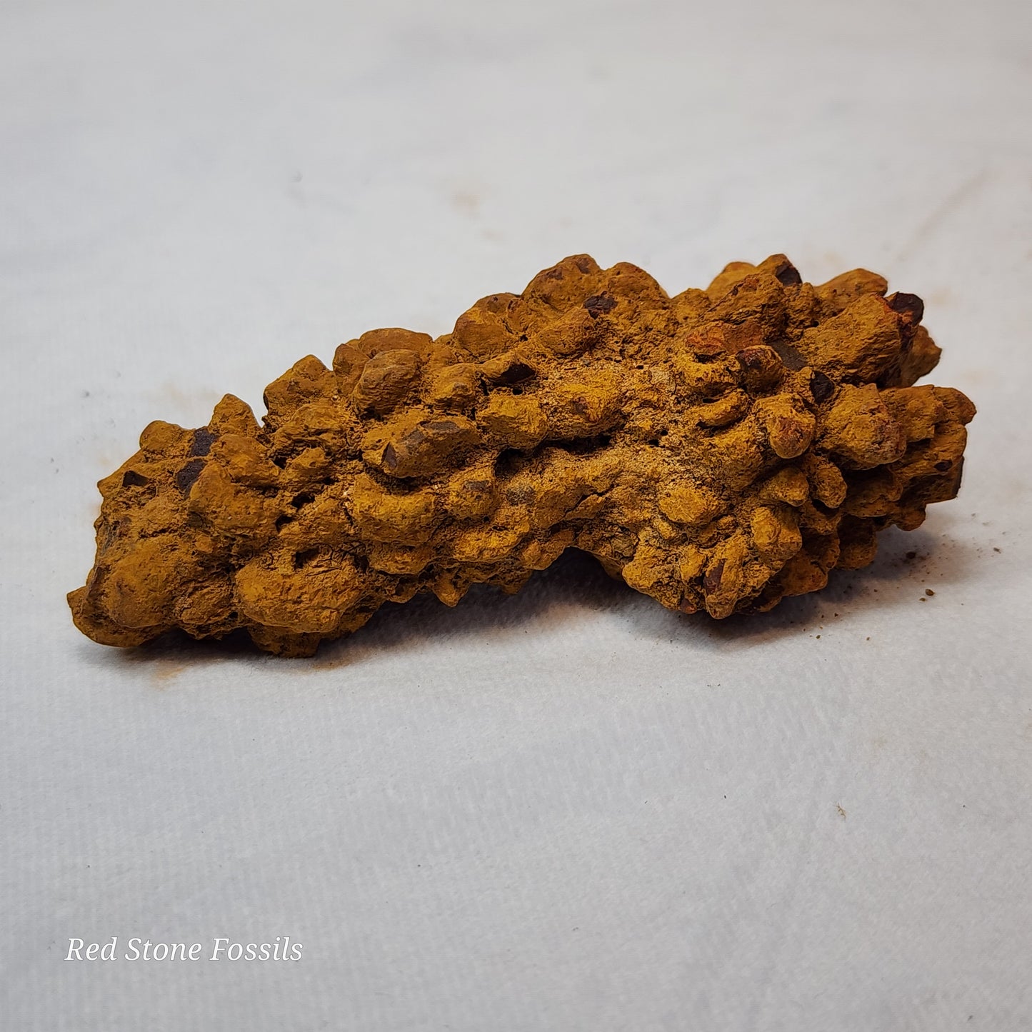 Rusty Red Coprolite