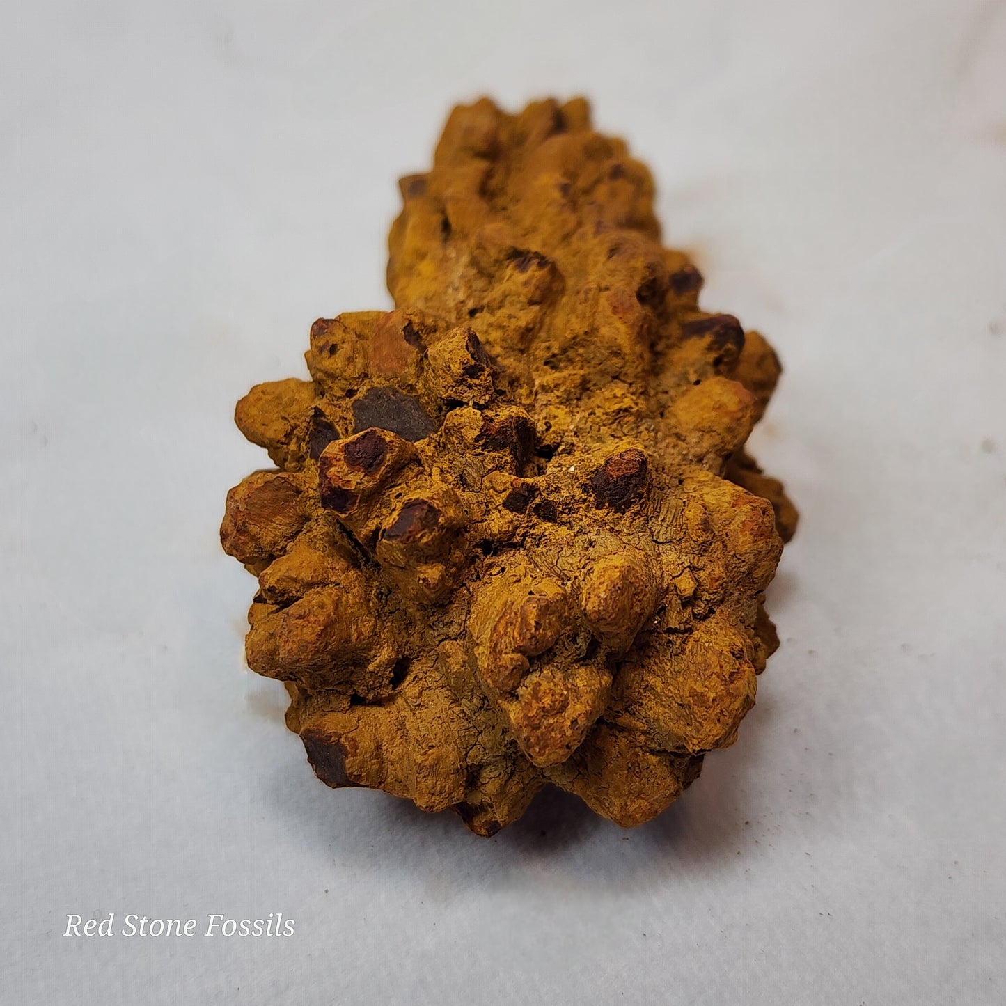 Rusty Red Coprolite