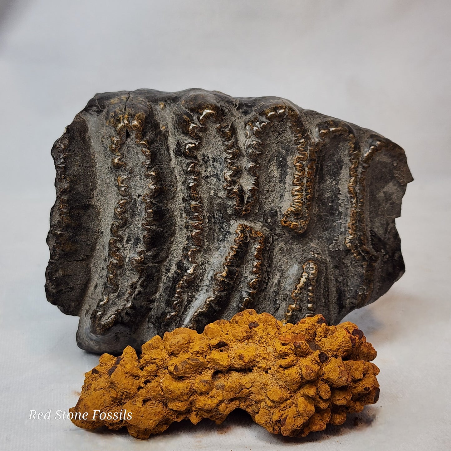 Rusty Red Coprolite