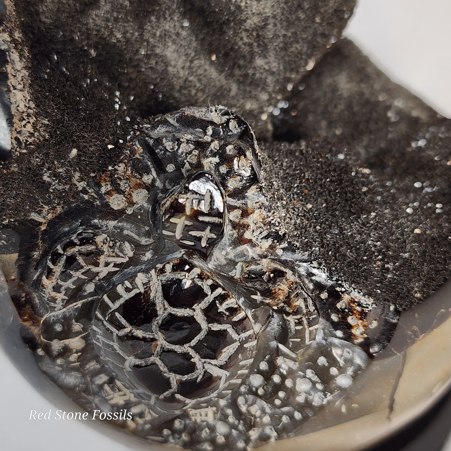 Septarian Egg with two Hand Carved Turtles