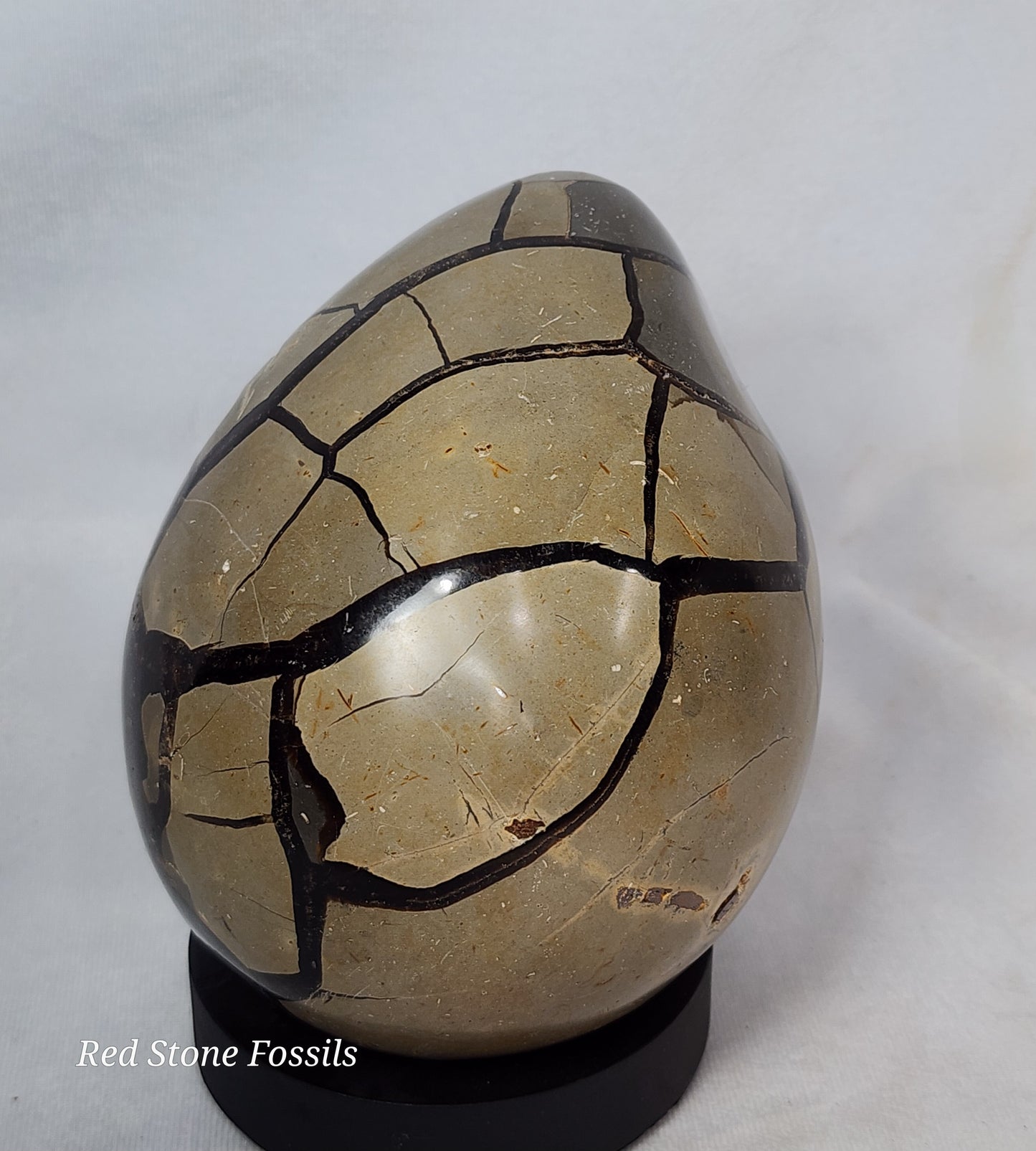 Septarian Egg with two Hand Carved Turtles