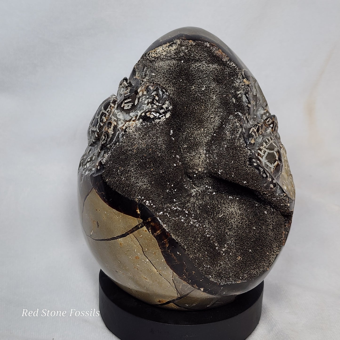 Septarian Egg with two Hand Carved Turtles