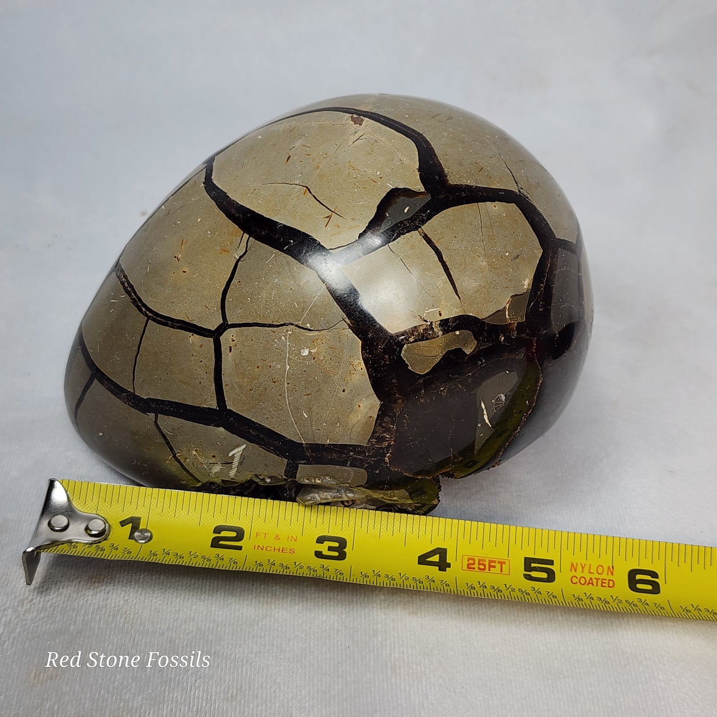 Septarian Egg with two Hand Carved Turtles