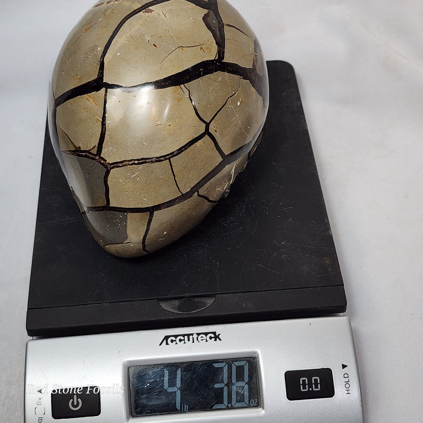 Septarian Egg with two Hand Carved Turtles