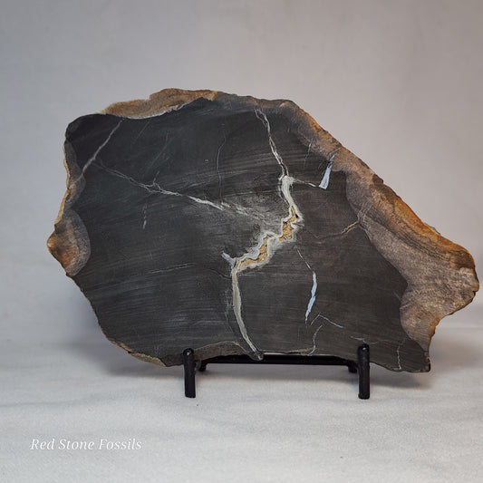 Pretty Petrified Wood Slice