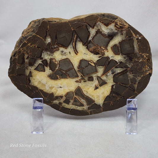 Spectacular Polished Septarian Nodule