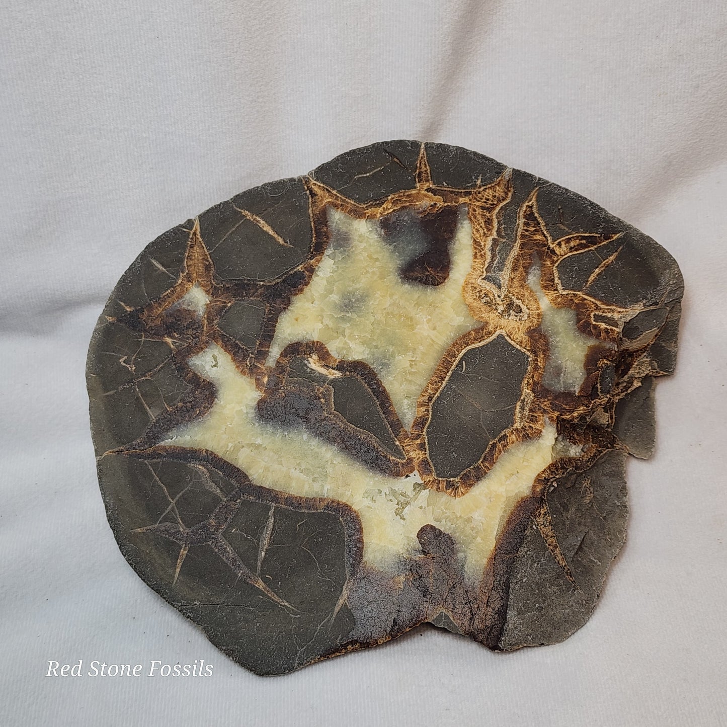 Earthy Split Septarian Nodule