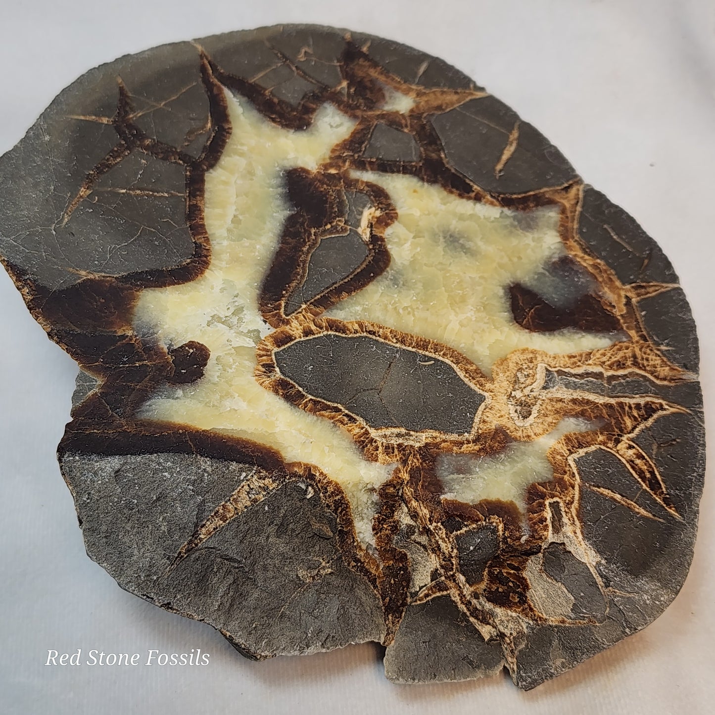 Earthy Split Septarian Nodule