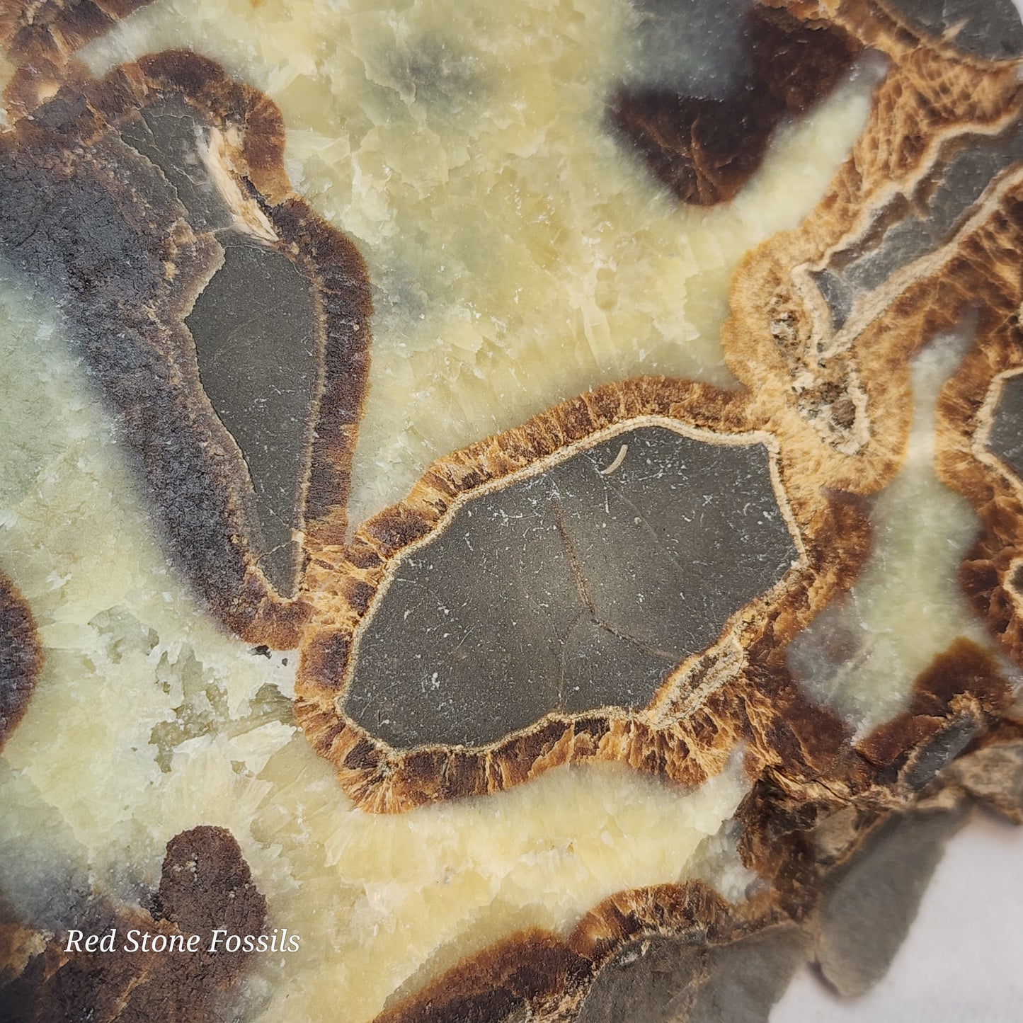 Earthy Split Septarian Nodule