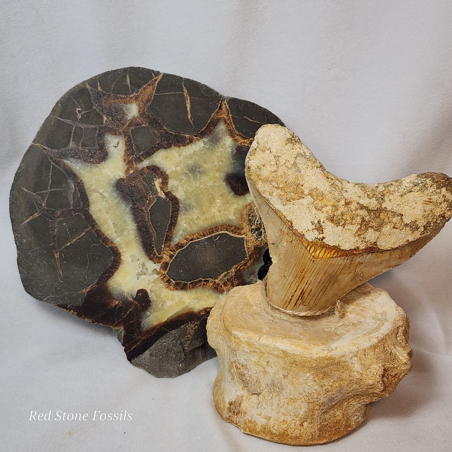 Earthy Split Septarian Nodule