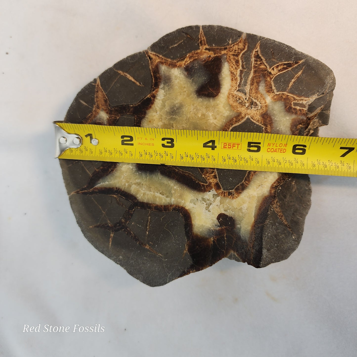 Earthy Split Septarian Nodule