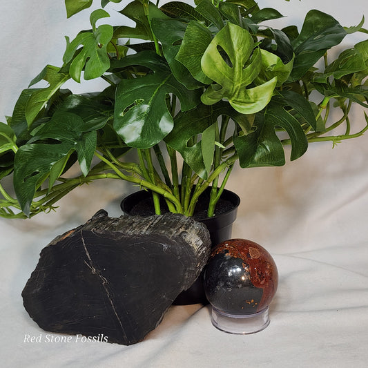 Jet Black Petrified Wood Slab
