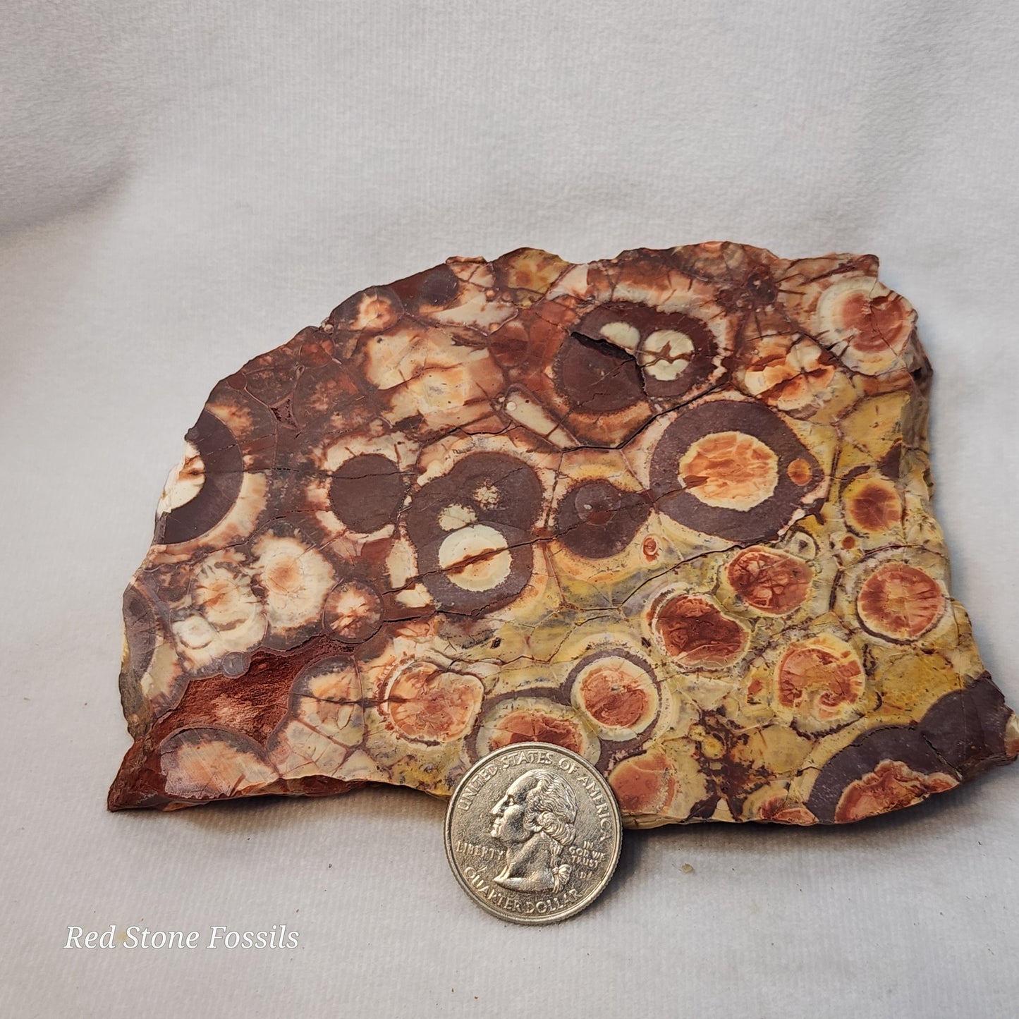 Fascinating Birdseye Rhyolite