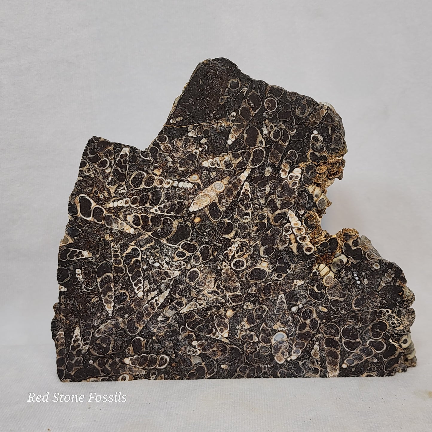 Turritella Agate Slab