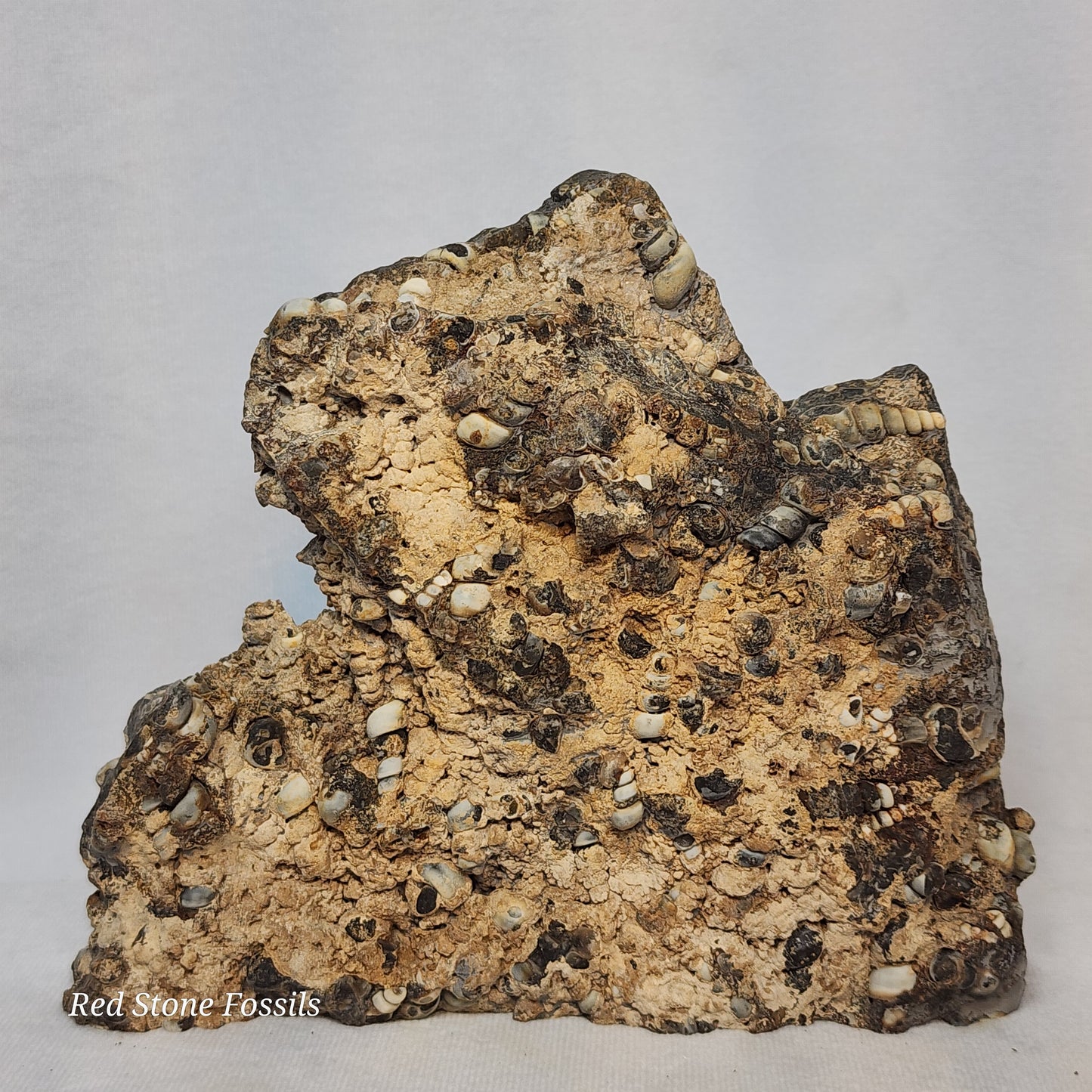 Turritella Agate Slab