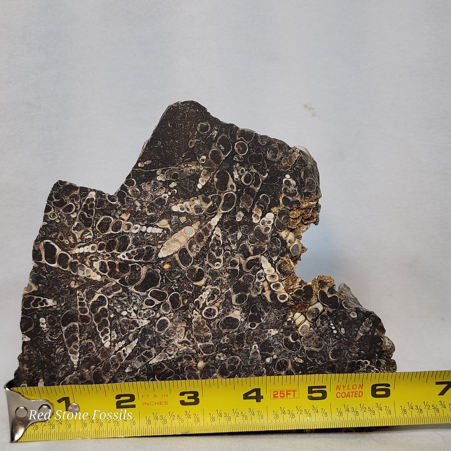 Turritella Agate Slab