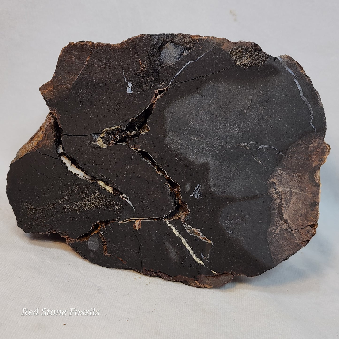 Pulchritudinous Petrified Wood