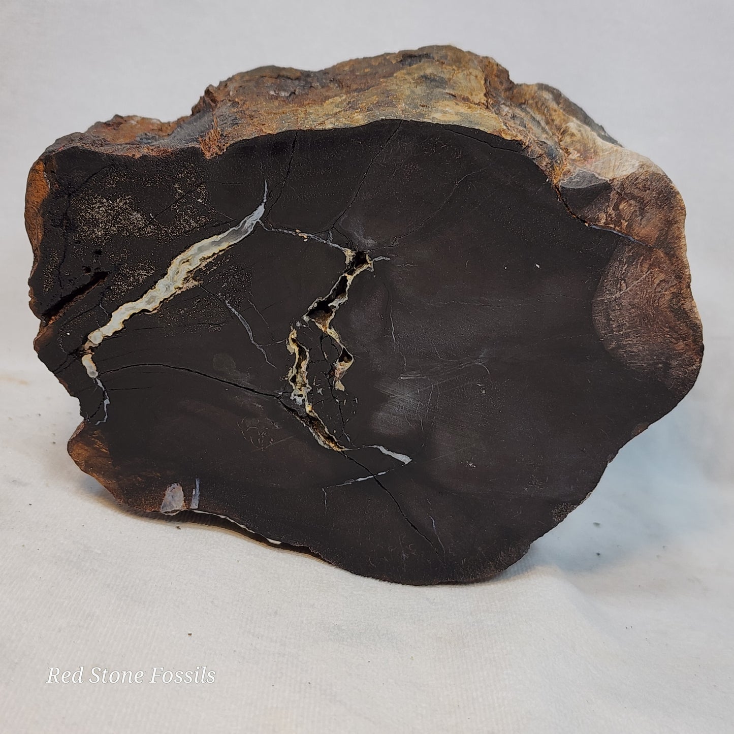 Pulchritudinous Petrified Wood