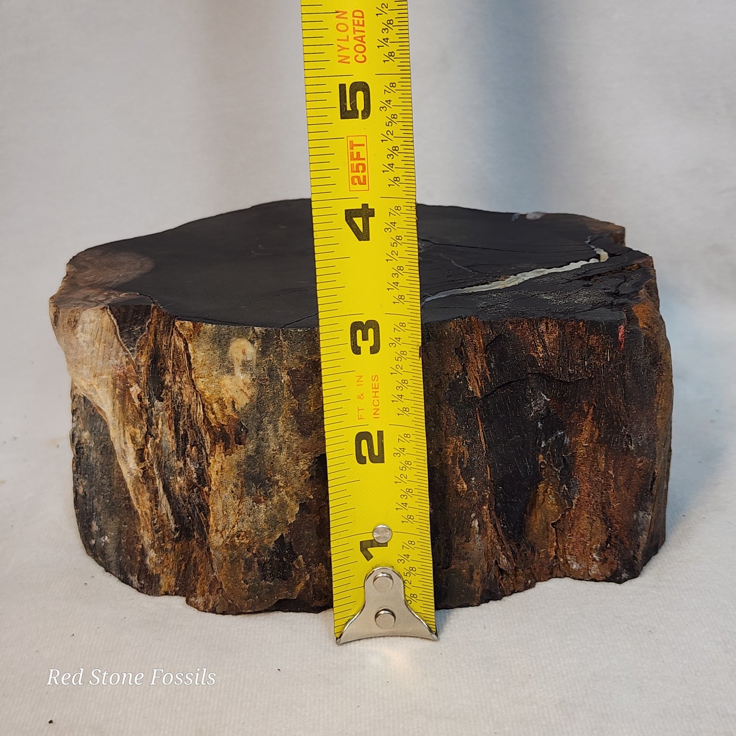 Pulchritudinous Petrified Wood