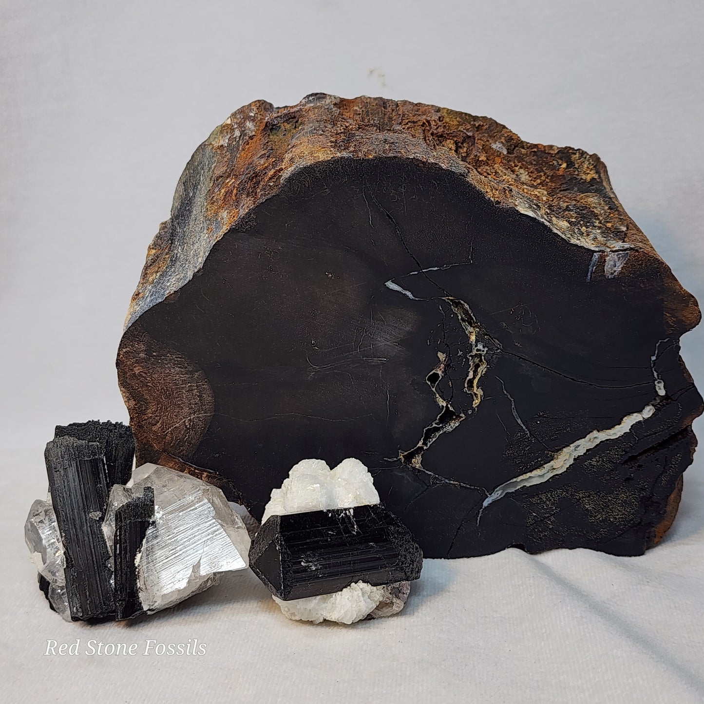 Pulchritudinous Petrified Wood