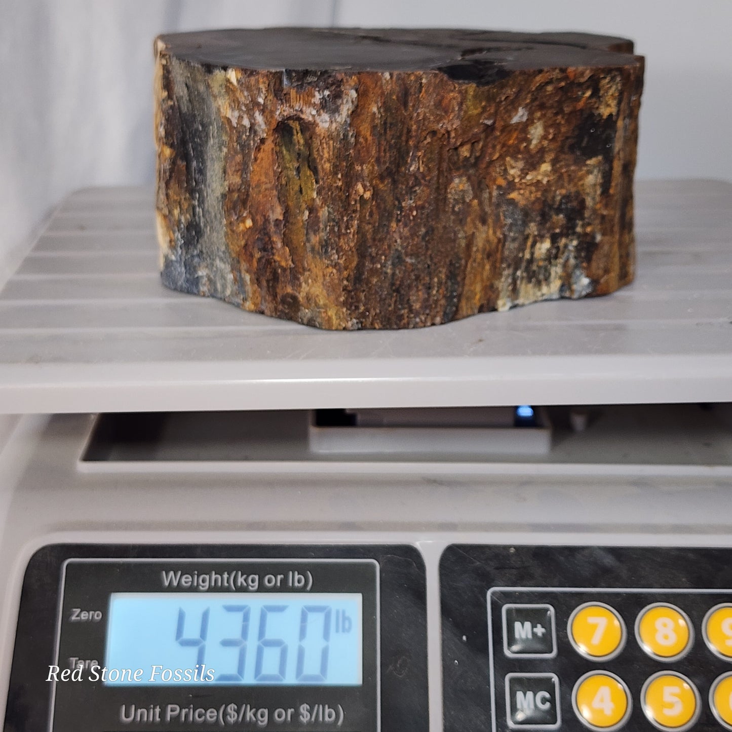 Pulchritudinous Petrified Wood