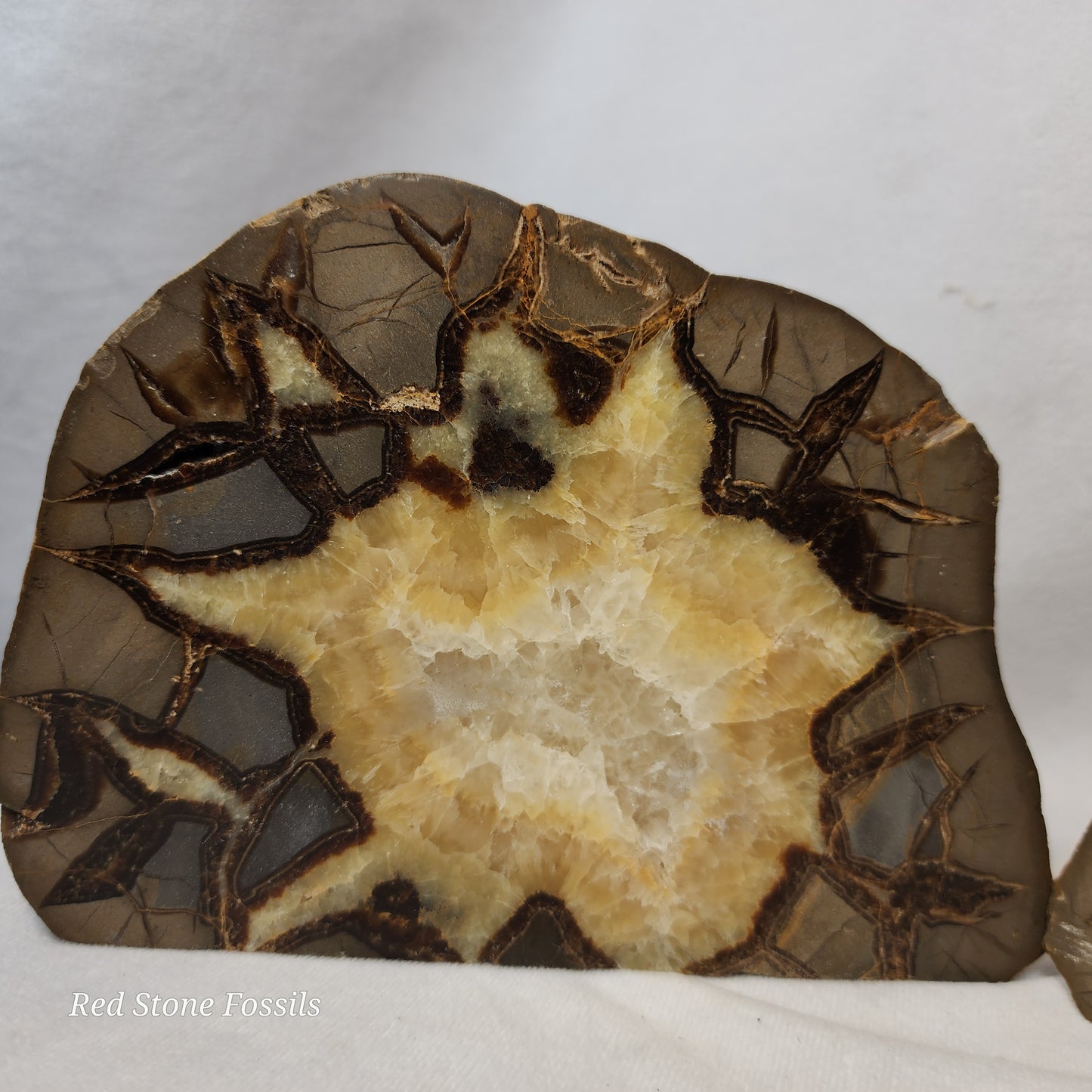 Split Septarian Bookends