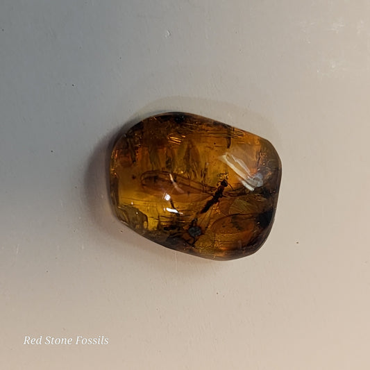 Termite in Amber