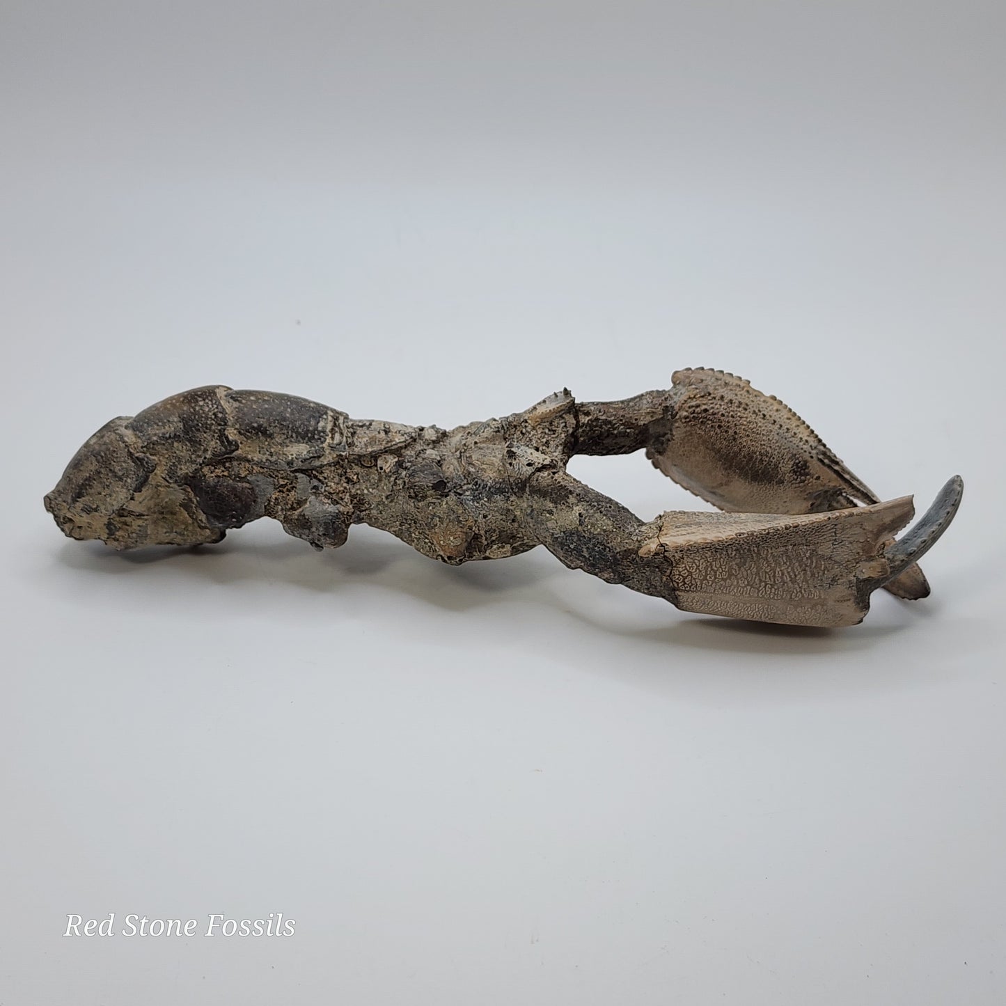 Grey Fossilized Lobster