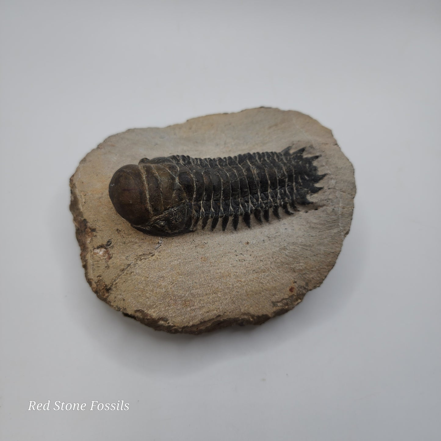 Crotalocephalina Trilobite