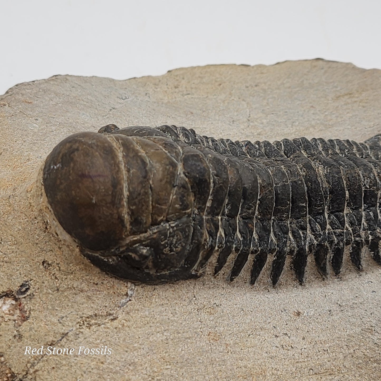 Crotalocephalina Trilobite