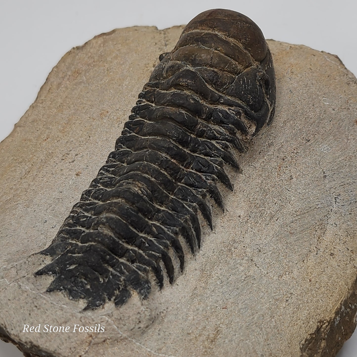 Crotalocephalina Trilobite