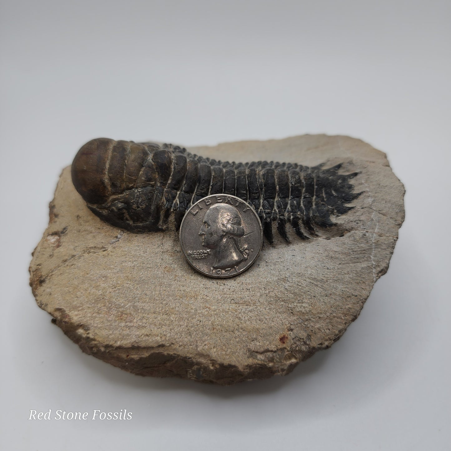 Crotalocephalina Trilobite