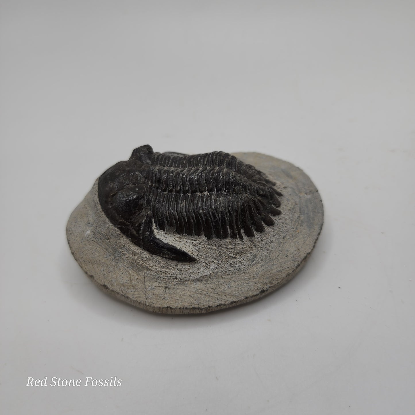 Hollardops Trilobite from Morocco