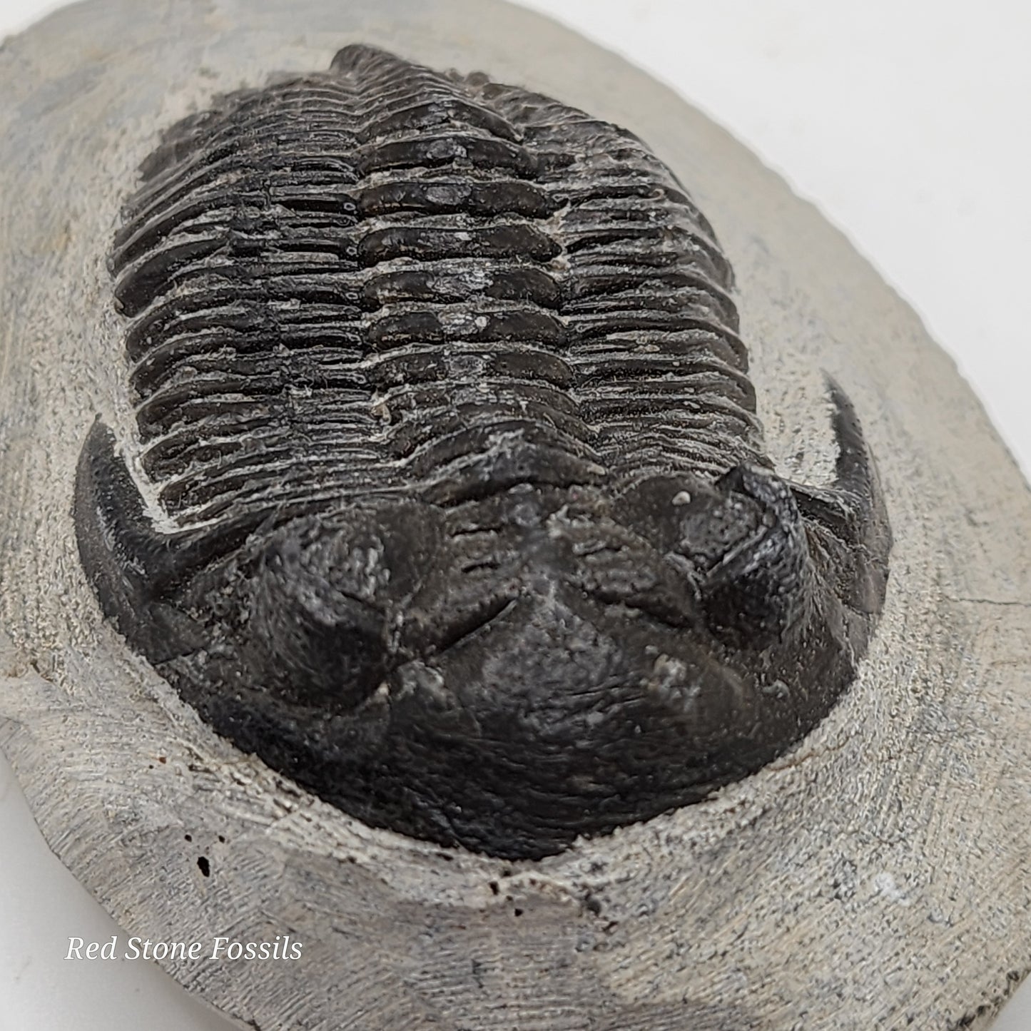 Hollardops Trilobite from Morocco