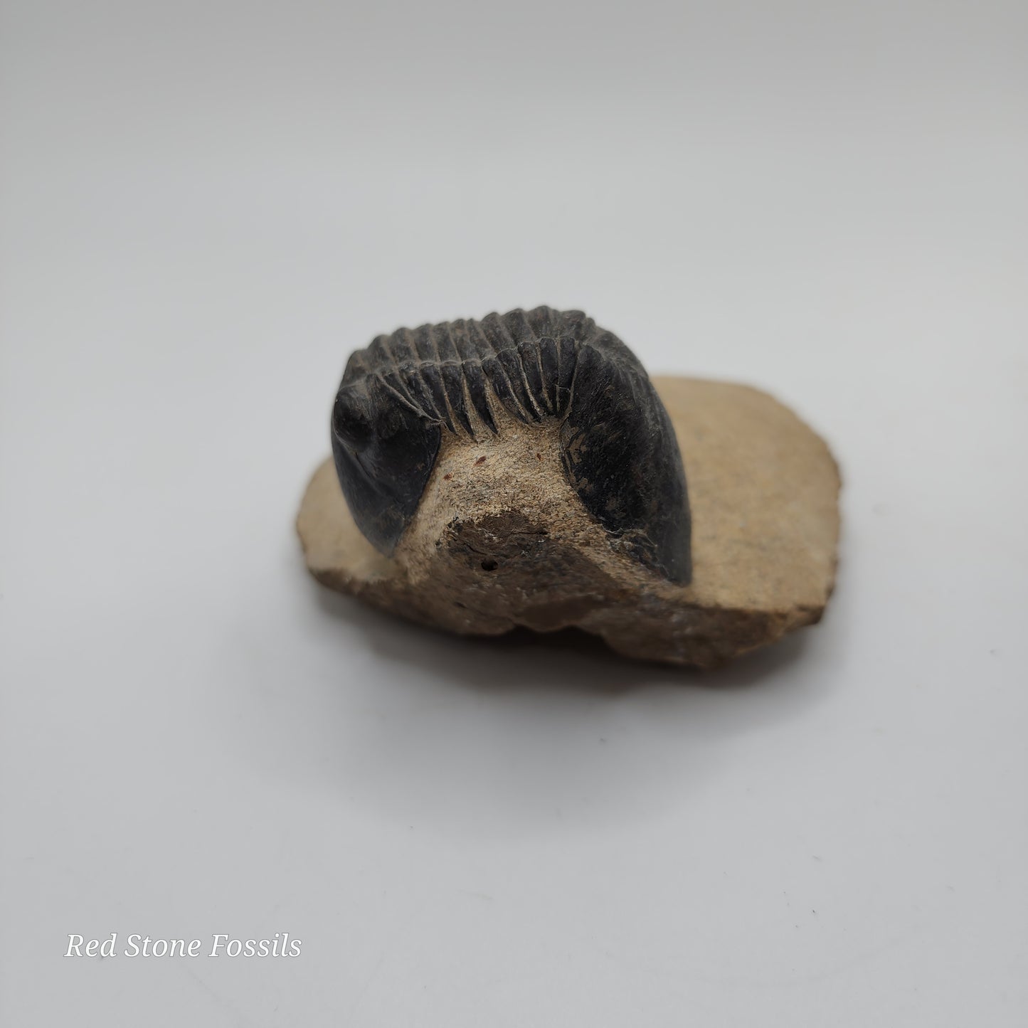 Paralejurus Trilobite from Morocco