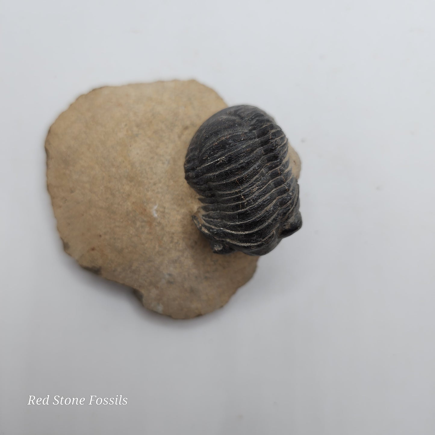 Paralejurus Trilobite from Morocco