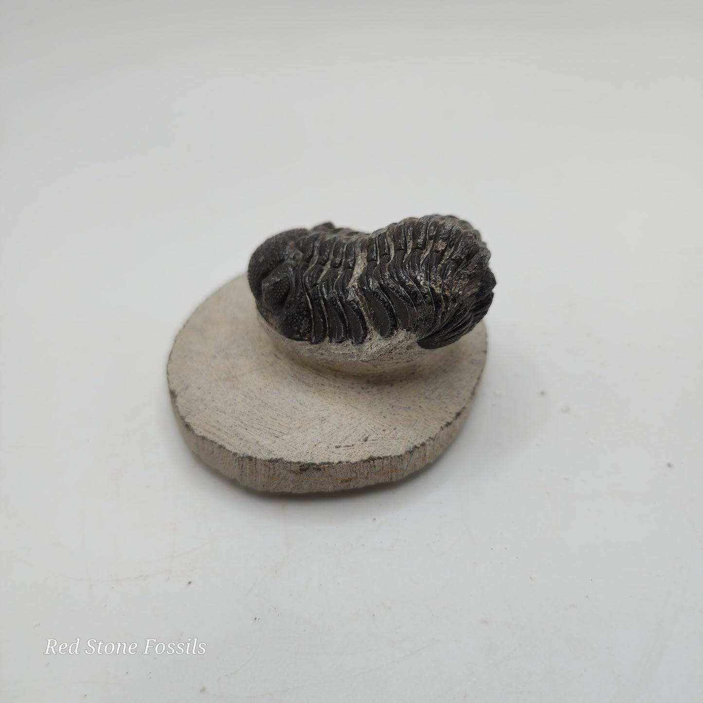 Phacops Trilobite from Morocco