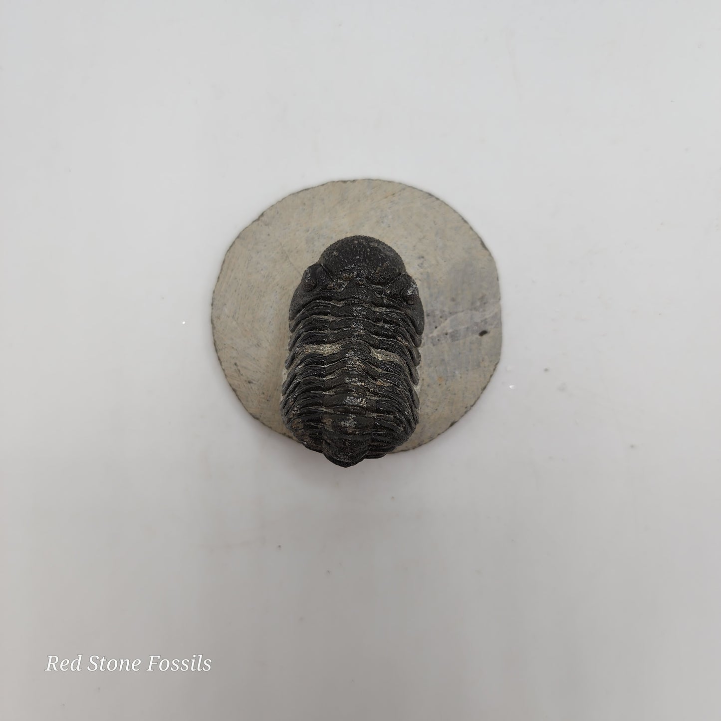 Phacops Trilobite from Morocco