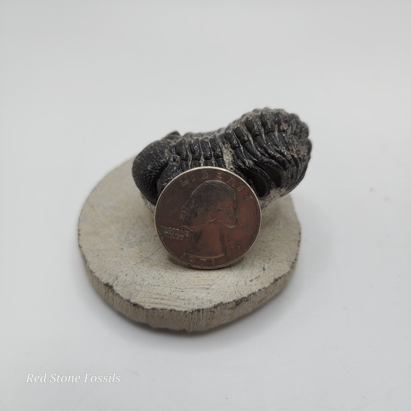 Phacops Trilobite from Morocco