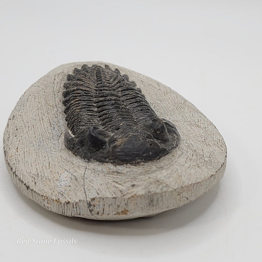 Awesome Hollardops Trilobite from Morocco