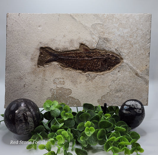 Well Preserved Knightia Fish Plate