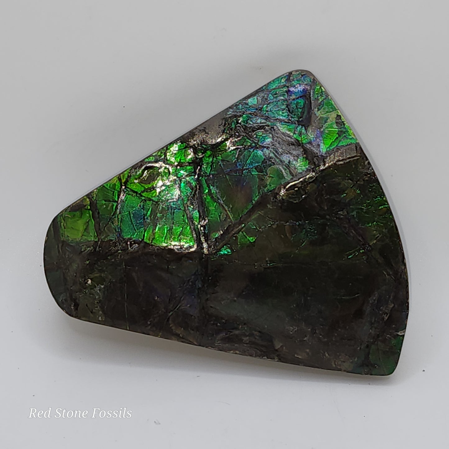 Astonishing Blue-Green Ammolite