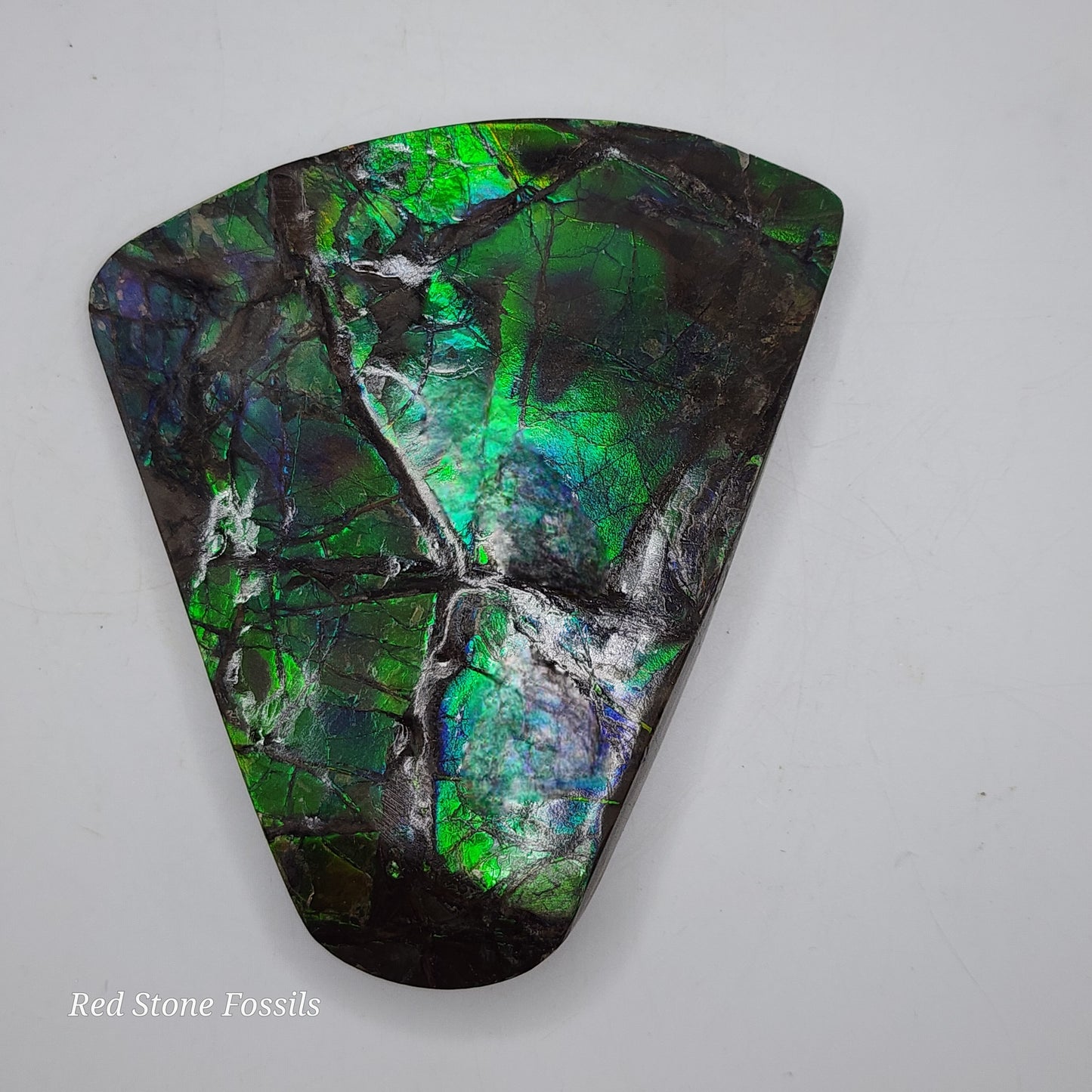 Astonishing Blue-Green Ammolite